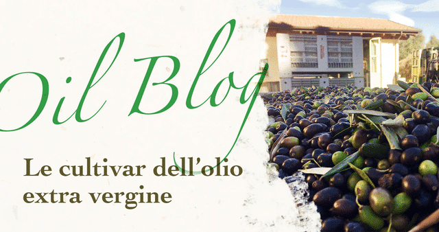 Le cultivar dellolio extra vergine del Frantoio Manestrini