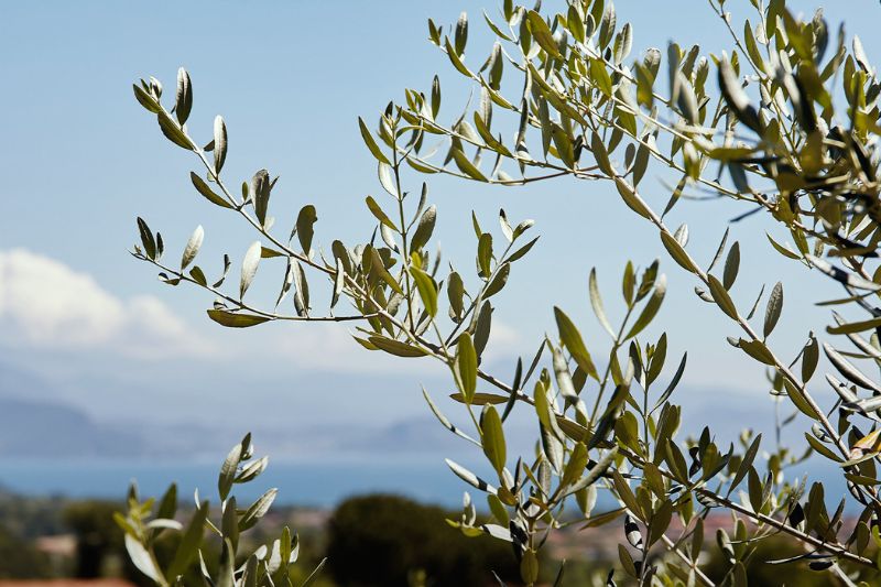 Ulivo in primo piano e Lago di Garda